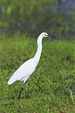 Snowy Egret